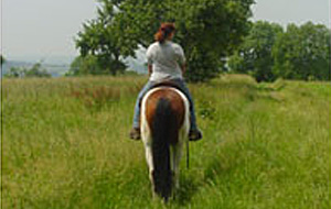 Über Wald und Wiesen