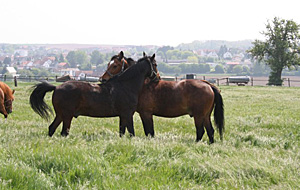 Über Wald und Wiesen